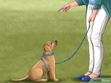 Image titled Introduce Training to a New Puppy Step 4