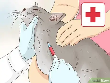 Image titled Diagnose and Treat Histoplasmosis in Cats Step 9