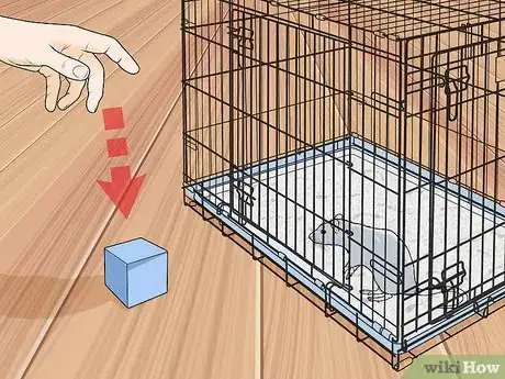 Image titled Train a Rat to Retrieve Objects Step 1