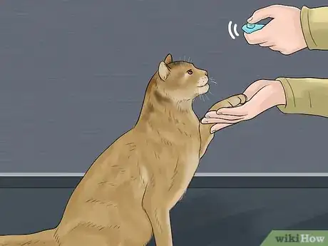 Image titled Identify and Treat Noise Phobias in Cats Step 12