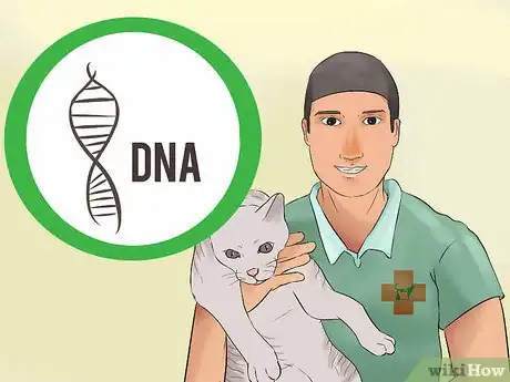 Image titled Identify a Cornish Rex Step 13