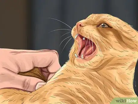 Image titled Diagnose and Treat Vitamin A Toxicity in Cats Step 1