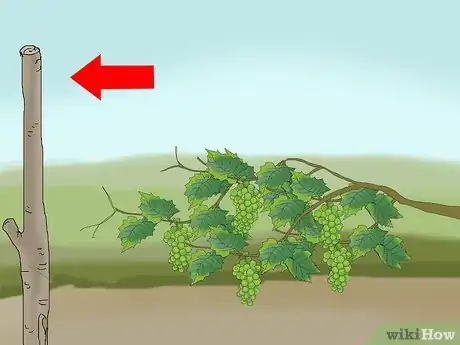 Image titled Protect Grapes from Birds Step 8