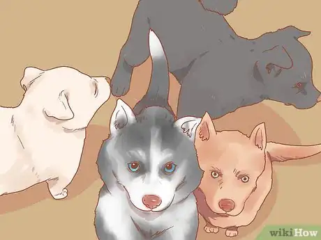 Image titled Deal with a Dog Pregnancy Step 16