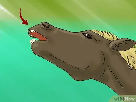 Image titled Take a Horse's Vital Signs Step 12