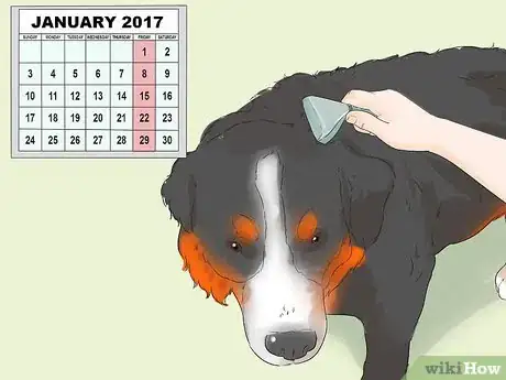 Image titled Groom a Thin Furred Dog Step 9