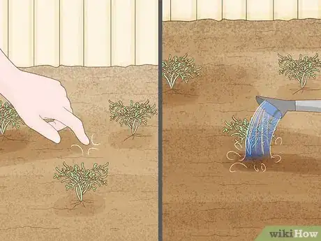 Image titled Grow Maca Step 11