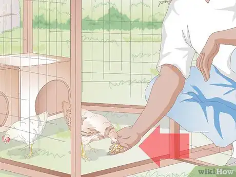 Image titled Look After Baby Chicks Step 13