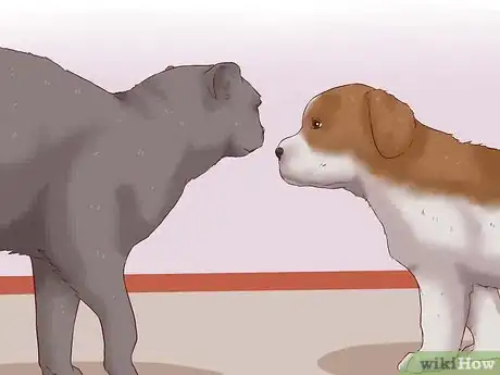 Image titled Get a Cat for a Pet Step 18