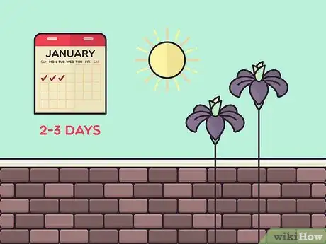 Image titled Store Iris Bulbs Step 5