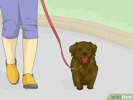 Image titled Get Your Dog Used to a Collar Step 3