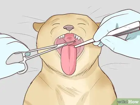 Image titled Handle Brachycephalic Airway Syndrome in Cats Step 2