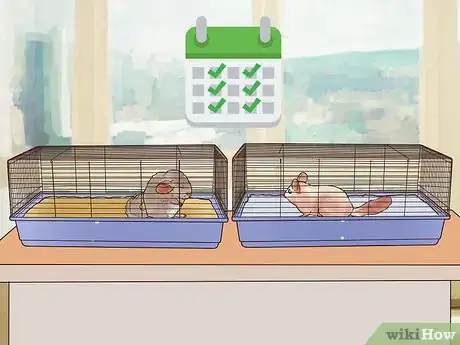 Image titled Keep Multiple Chinchillas Step 3