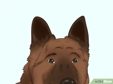 Image titled Identify a Belgian Tervuren Dog Step 3
