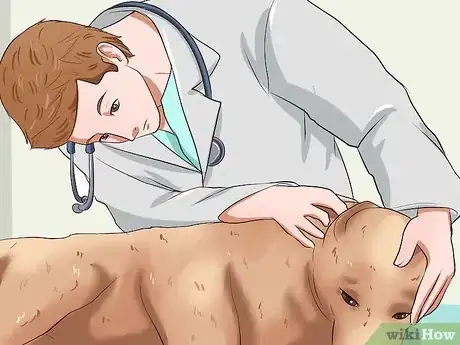 Image titled Diagnose and Treat Your Dog's Itchy Skin Problems Step 18