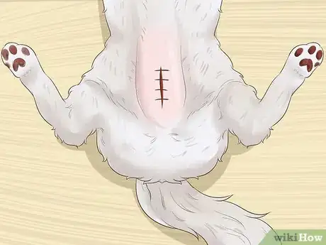 Image titled Take Care of a Ragamuffin Cat Step 9