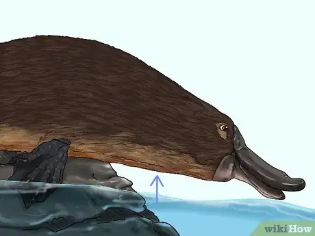 Image titled Identify a Platypus Step 8