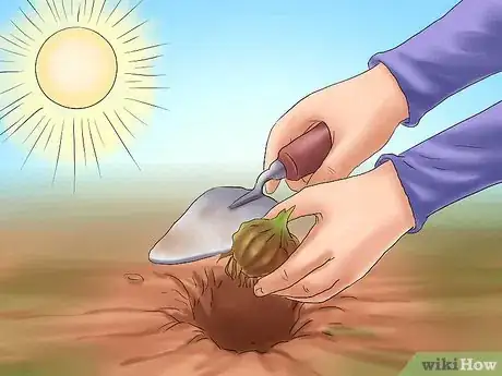 Image titled Transplant Bulbs Step 6