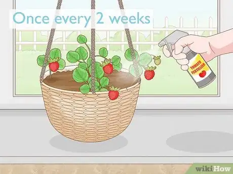 Image titled Grow Strawberries in Hanging Baskets Step 15