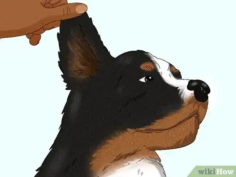Image titled Identify a Bernese Mountain Dog Step 3