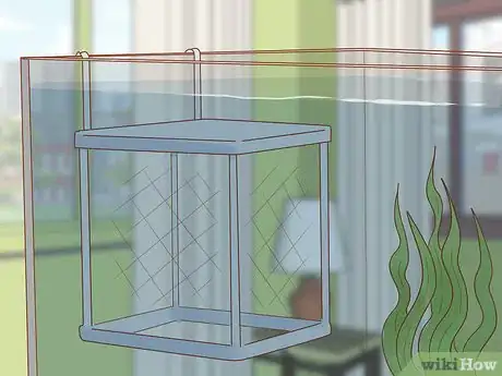 Image titled Choose Good Tankmates for Seahorses Step 10