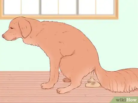 Image titled Know if Your Old Dog Stops Recognizing People Step 5