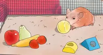 Exercise Pet Mice