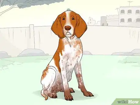 Image titled Identify a Bracco Italiano Step 7