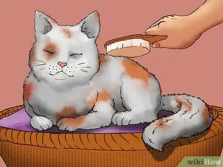 Image titled Take Care of Your Aging Cat Step 8