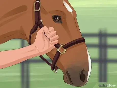 Image titled Put a Lead Rope on a Horse Step 3
