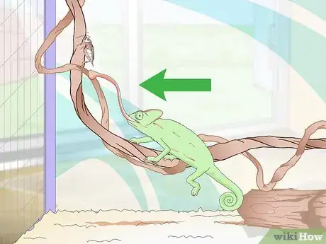 Image titled Prevent MBD in Chameleons Step 10