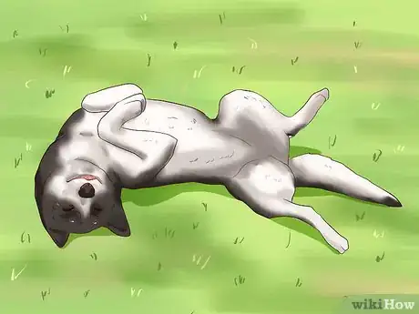 Image titled Solve Your Dog's Skin and Scratching Problems Step 15
