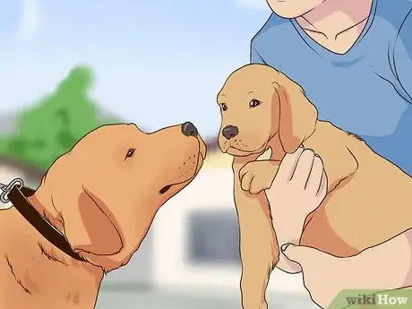 Image titled Introduce a Puppy to a Senior Dog Step 2