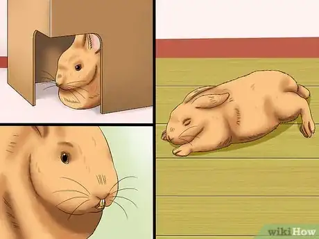 Image titled Diagnose Dental Problems in Rabbits Step 12