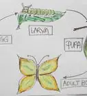 Draw the Parts of a Butterfly Life Cycle