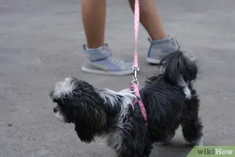 Image titled Get Your Dog to Stop Playing Fetch With You Step 5