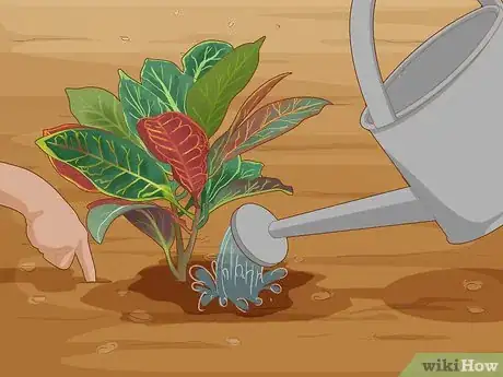 Image titled Care for a Croton Petra Step 6