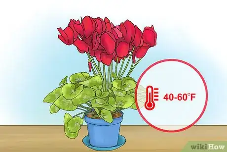 Image titled Care for Cyclamen Plants Step 1