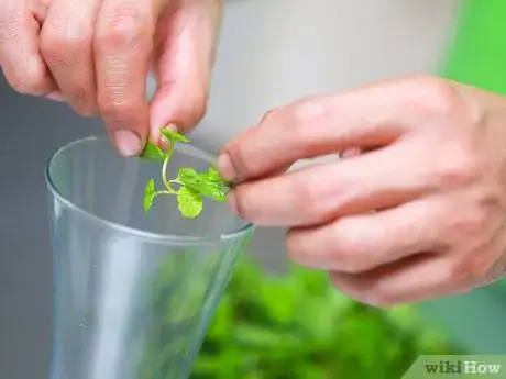 Image titled Make a Mojito Step 2