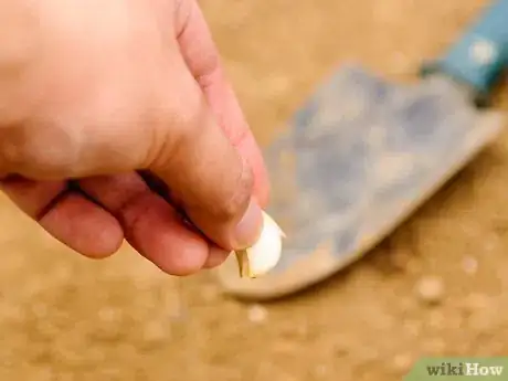 Image titled Dry Garlic Step 1