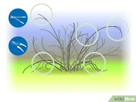 Image titled Prune Forsythia Step 08