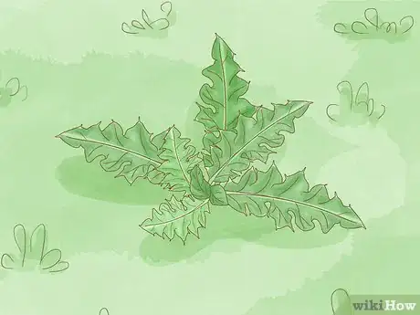 Image titled Get Rid of Thistles in Pastures Step 2