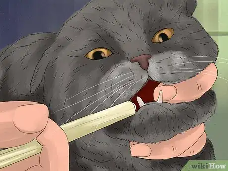 Image titled Give Tricyclic Antidepressants to a Cat Step 13
