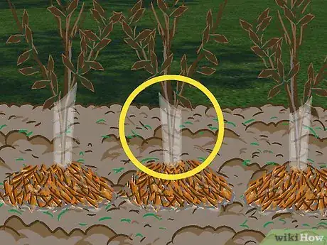 Image titled Plant a Beech Hedge Step 16