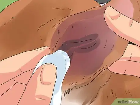 Image titled Care for German Shorthaired Pointers Step 8