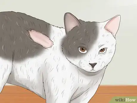 Image titled Choose Between Oral and Topical Flea Preventatives Step 11