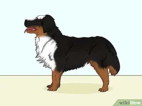 Image titled Identify a Bernese Mountain Dog Step 6