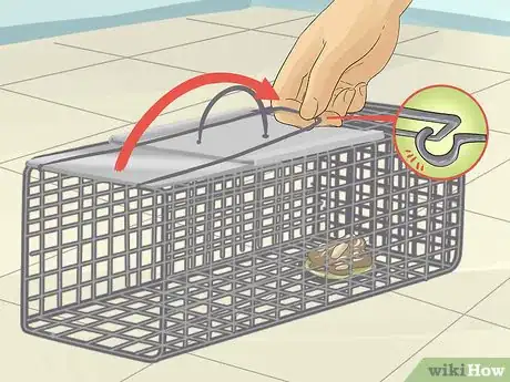 Image titled Catch a Chipmunk Step 4