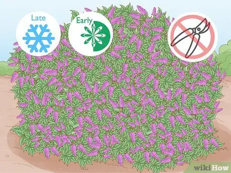 Image titled Trim an Overgrown Lilac Bush Step 8