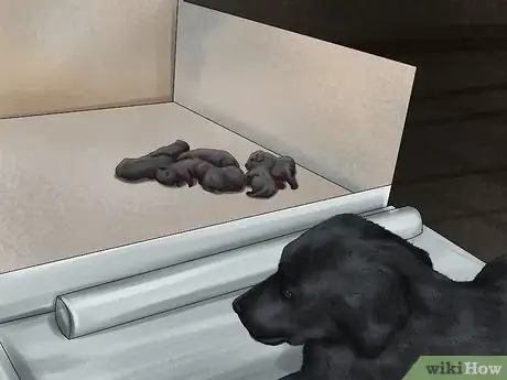 Image titled Keep a Mother Dog Healthy Postpartum Step 6